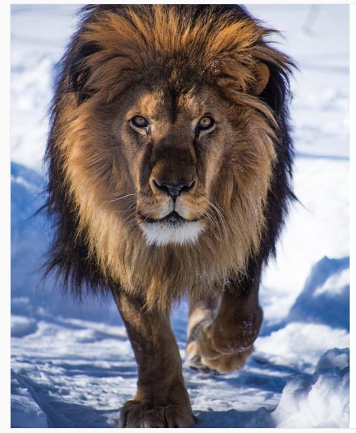 
Así está ahora Chupino, luego de ser trasladado de Mendoza a EEUU | Gentileza Wildcat Sanctuary
   