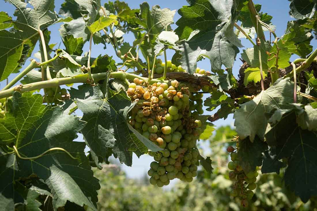 Fuertes vientos y caída de granizo sobre viviendas y terrenos cultivados, afectó unas 17 mil hectáreas productivas de Lavalle y zona Este.  Foto: Ignacio Blanco