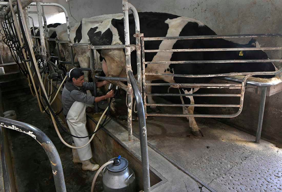 El tambero Luis Oscar González (61), trabaja en el Tambo Guercio, ubicado en Bermejo Guaymallén desde hace 17 años.
Desde niño se dedica al cuidado de ganado y de ordeñar vacas.