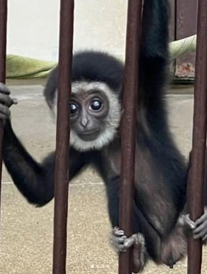 El bebé de Momo fue una sorpresa - Foto Zoológico y Jardín Botánico de Kujukushima