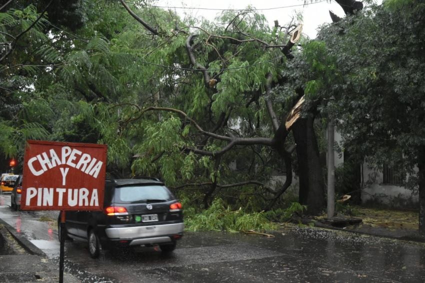 
    Un árbol cortó la circulación en calle José Ferrifico Moreno al 1900 de Ciudad - Gustavo Rogé / Los Andes
   