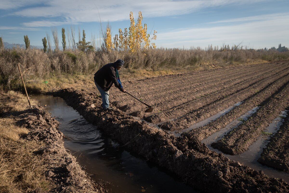 Urbano se asegura de que el agua llegue a los plantines de cebollas. Foto: Ignacio Blanco / Los Andes