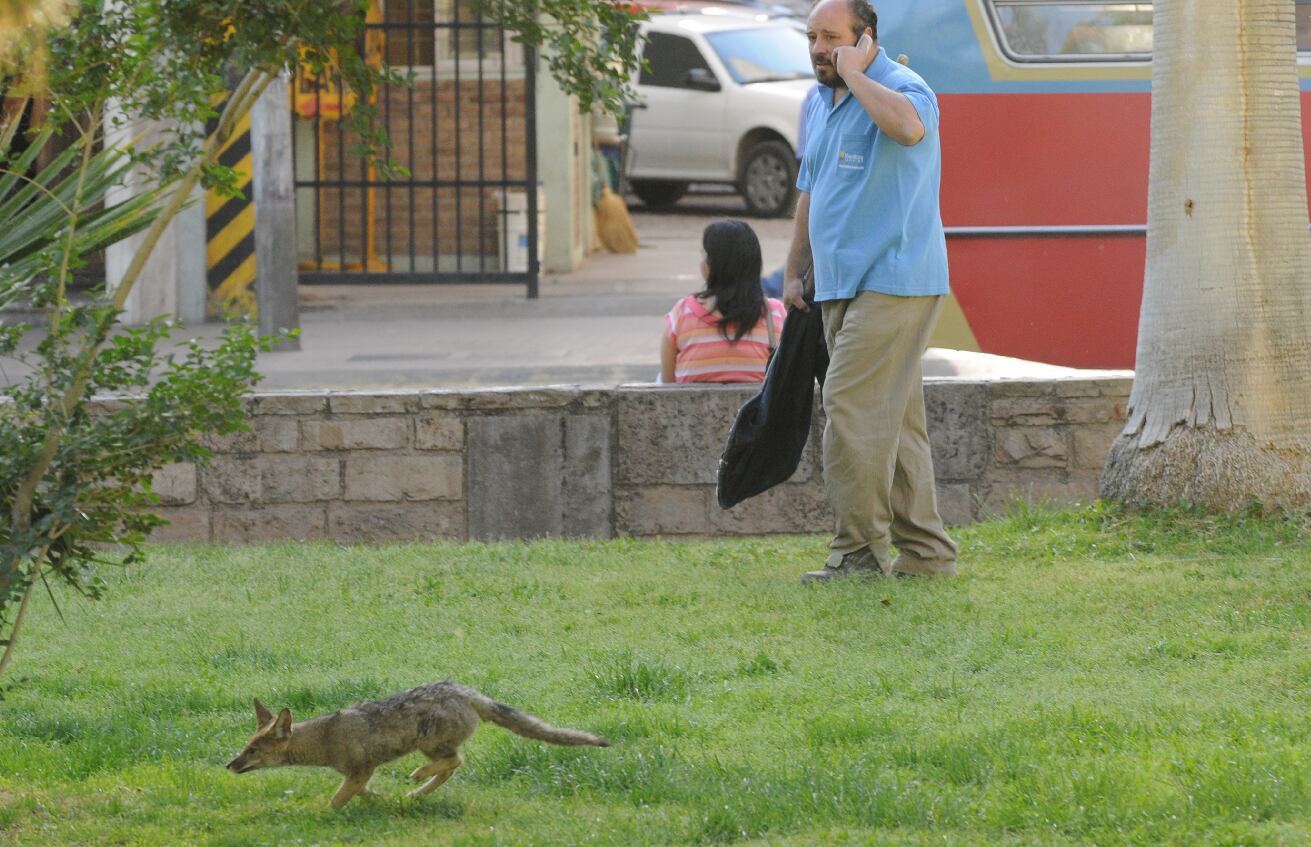 En enero del año pasado un zorrito gris se hizo presente entre vecinos de Luzuriaga.