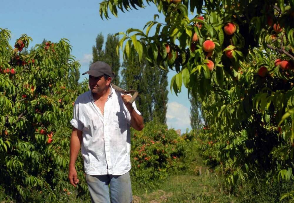 Es uno de los principales productos industrializados de Mendoza.