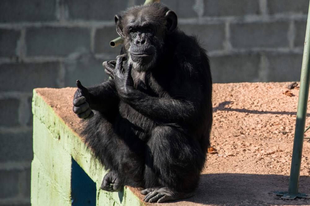 Cecilia, la chimpancé que le “abrió la puerta” a los animales del Ecoparque. Foto: Claudio Gutiérrez / Los Andes.