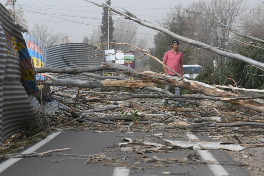 
Godoy Cruz. Varios álamos cayeron sobre la bicisenda y senda peatonal a la altura de calle Paraná | José Gutiérrez / Los Andes
   