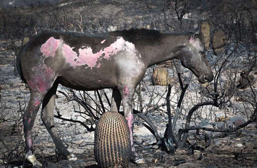 
Orlando Pelichotti / 21 de julio | El Viento Zonda desató fuertes incendios en la zona de Valle del Sol, El Salto y lugares aledaños en la montaña afectando casas y animales.
   