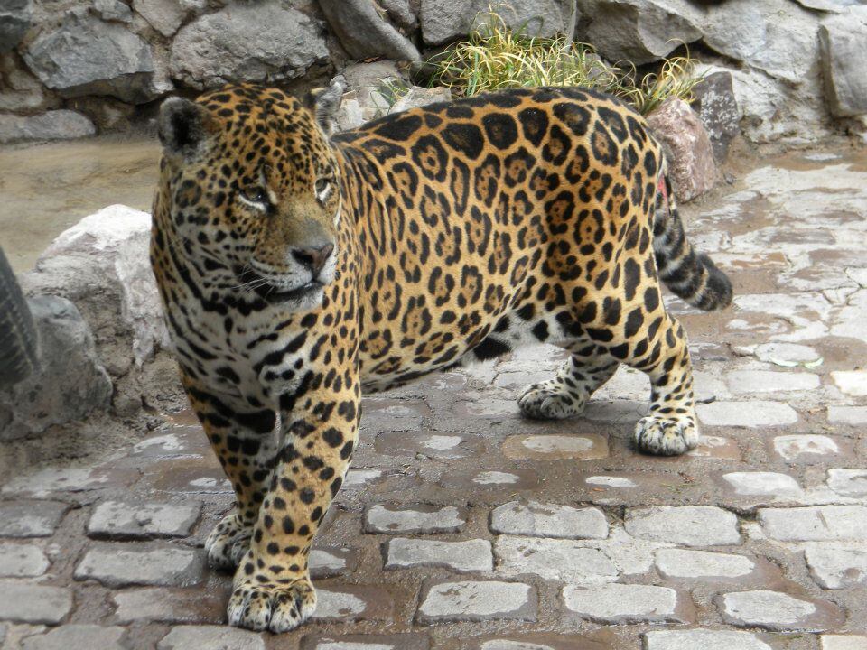 Historias del Zoo: Orlando, el yaguareté que vivió su segunda vida en Mendoza y murió en cautiverio. Foto: Gentileza.