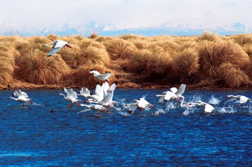 
La laguna de Llancanelo, en Malargüe. | Los Andes
   