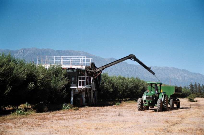 El cultivo intensivo permite bajar los costos mediante la cosecha mecánica. 