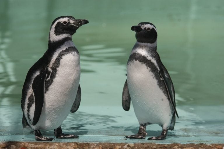 Encontraron un pingüino con varias mascarillas en su estómago.