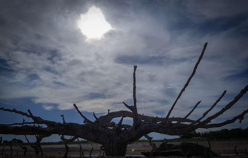 Enmarañadas manos abiertas al sol. 