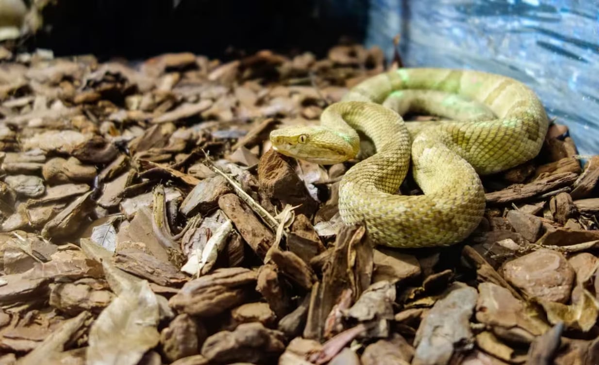 La Bothrops insularis, altamente venenosa, predomina en la Isla de las Cobras (Shutterstock)