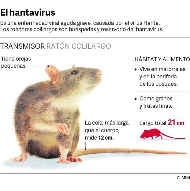 
    El ratón transmisor del hantavirus. - Gentileza / Clarín
   