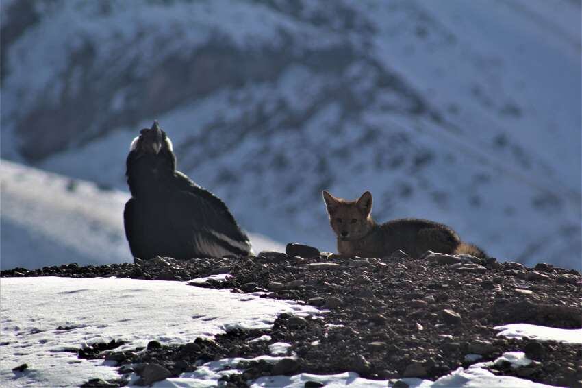 
Los ejemplares fueron avistados en la ampliación del Parque Aconcagua, entre la Quebrada de Matienzo y el límite con Chile. | Gentileza: Guardaparques de la Dirección de Recursos Naturales y Renovables de Mendoza.
   