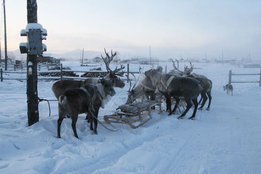 
    Postales de Oymyakon
   