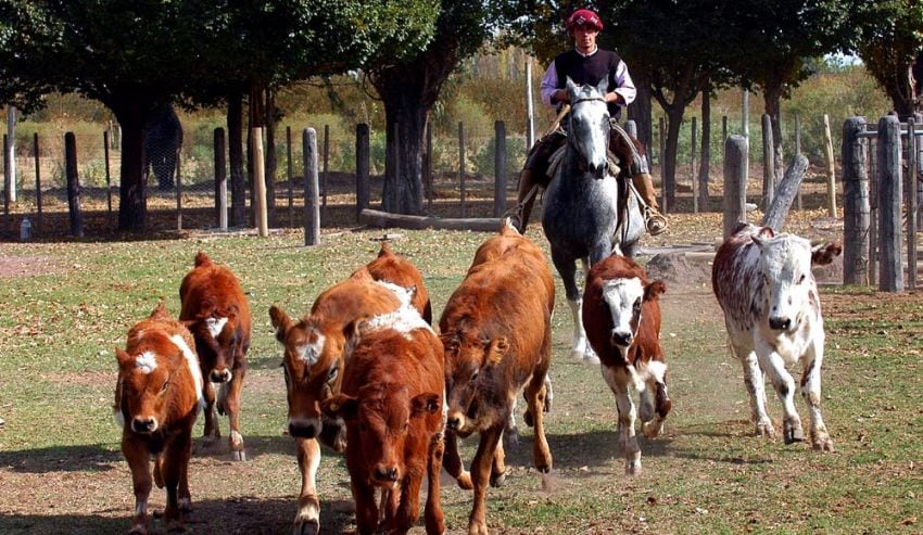 
La suba de los precios del novillo en Liniers podría traer alivio al sector. | Roberto Salvadores / Los Andes
   