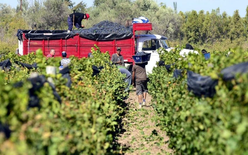 
    Dinero para la cosecha. Con las altas tasas que ofrecen los bancos, este año menos bodegas dan adelantos para cosecha.
   