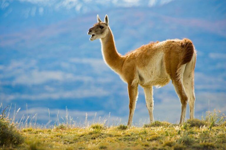 Advierten que el guanaco podría entrar en peligro de extinción en algunas zonas del país. Foto: Archivo Los Andes.