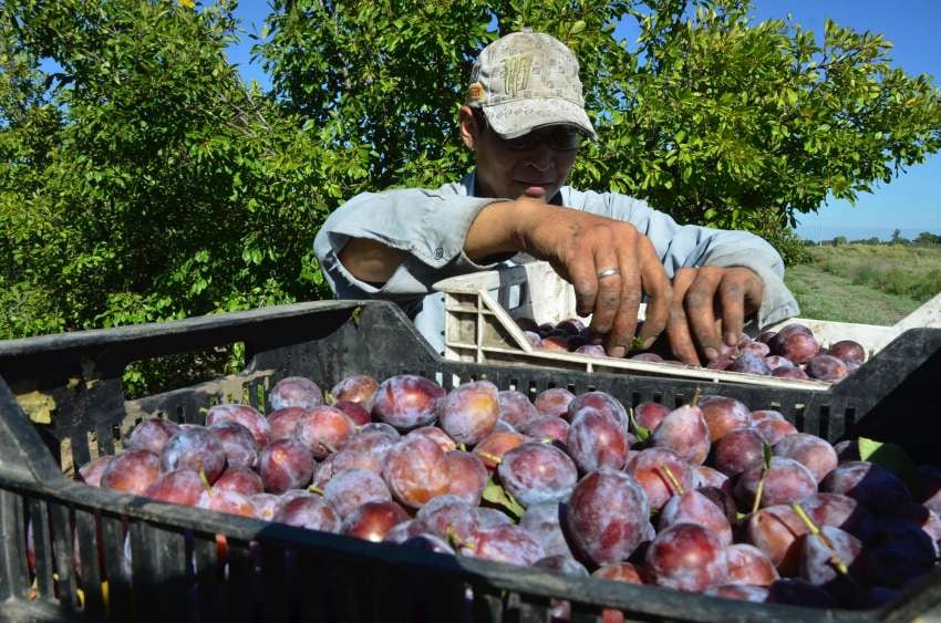 
Ciruelas. Se aconseja incluir en el cálculo de los costos un sistema de lucha activa y pasiva contra las heladas.  | Claudio Gutiérrez / Los Andes
   