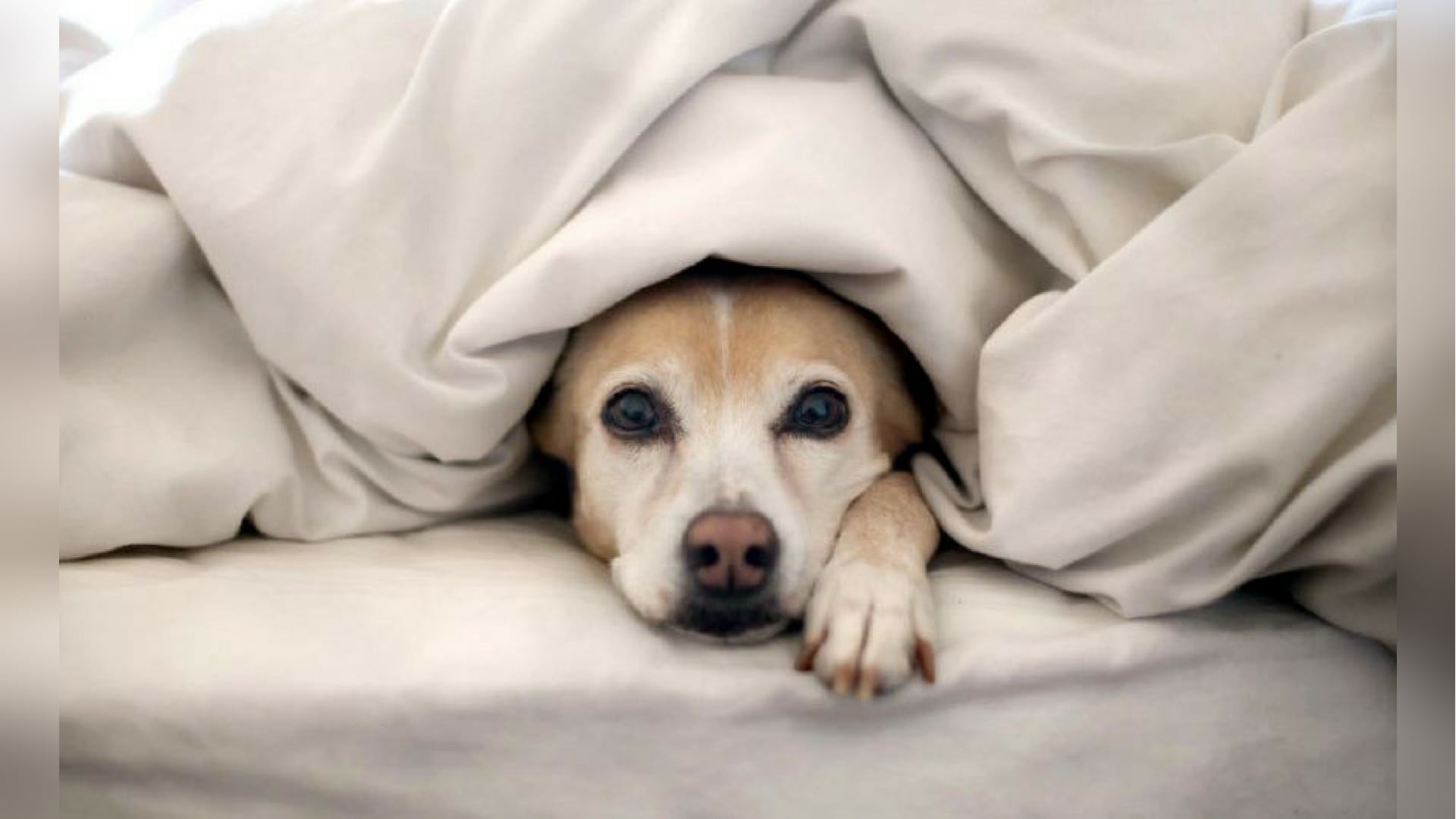 Cómo proteger a tu perro del frío 