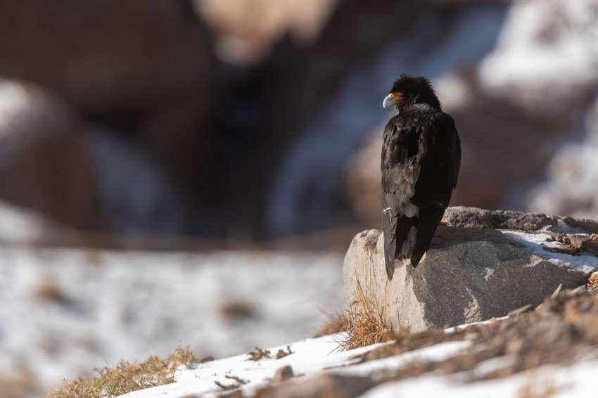 
    Matamicos andinos se pueden apreciar en las inmediaciones del Parque Aconcagua. - Ignacio Blanco / Los Andes
   