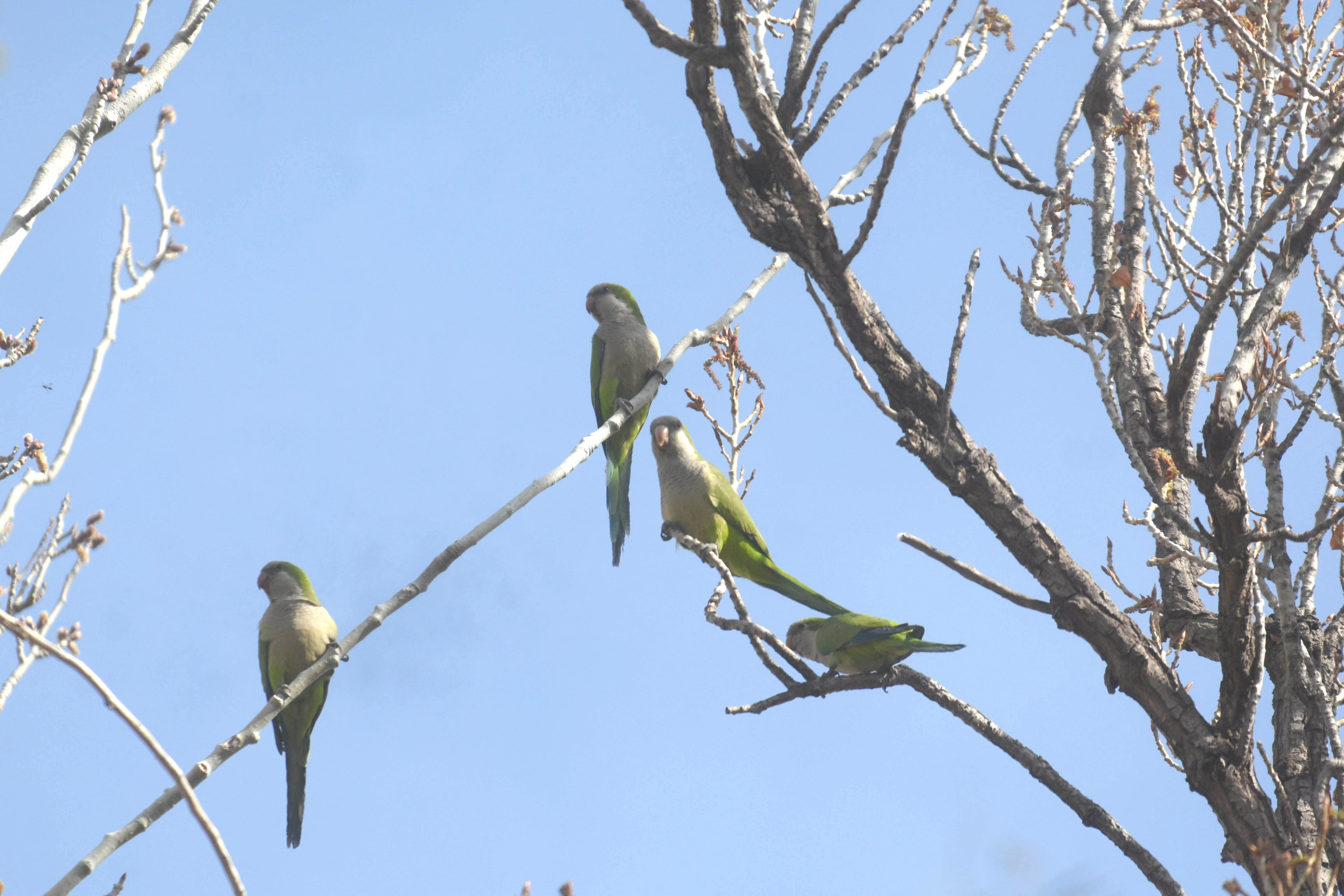 MUY DAÑINAS. Los frutales de carozo y los almendros son los más perjudicados por este tipo de plagas. Tanto la zona Este como la zona Norte son las áreas donde es mayor el desarrollo y reproducción de estos animales.
