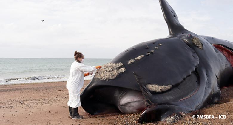 Ballenas muertas en las costas de Chubut. Foto: PMSBFA