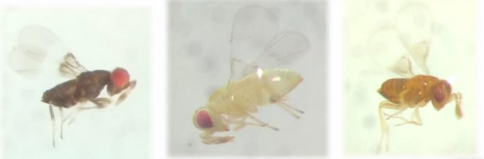 Micro avispas, parasitoides de la familia Trichogrammatidae, que podrían contribuir al control de la plaga de la Lobesia botrana en un momento oportuno. Gentileza: INTA Mendoza y Bodega Argento