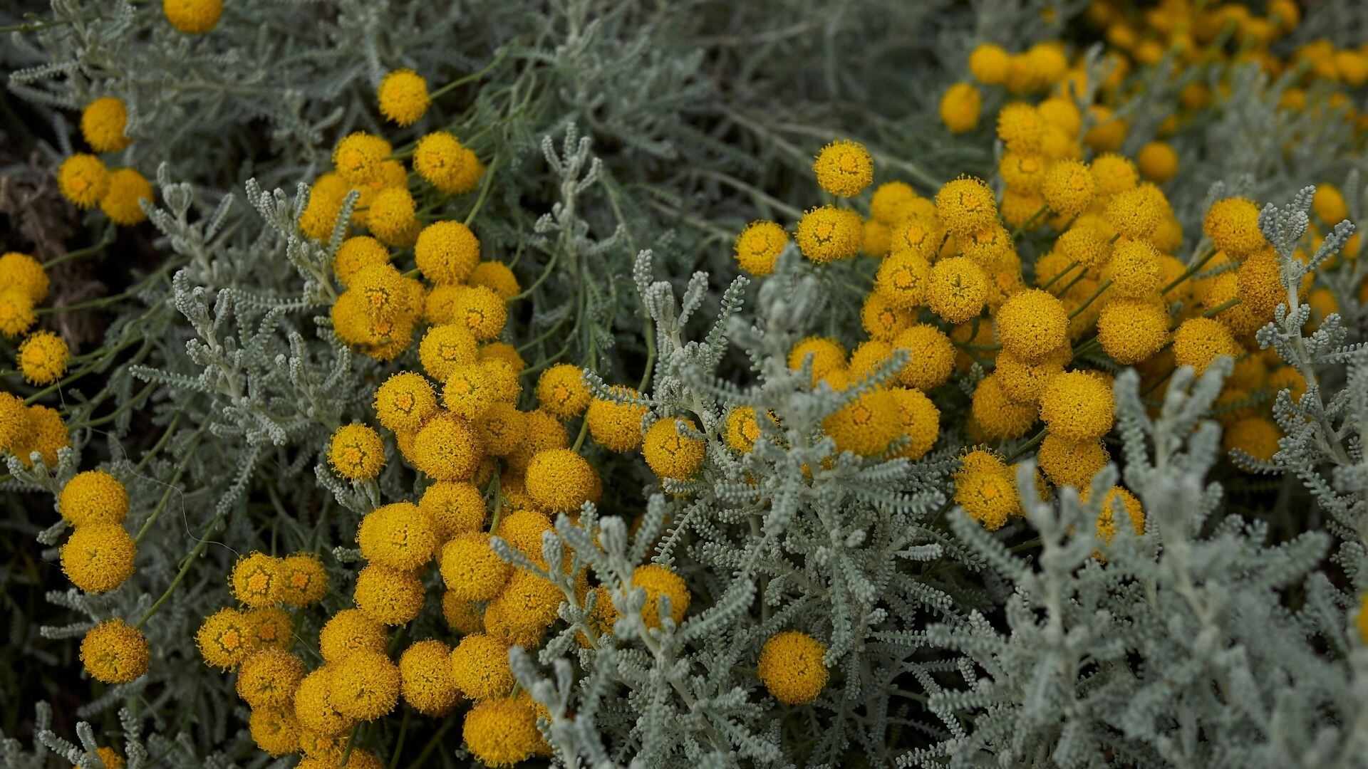 Jardinería