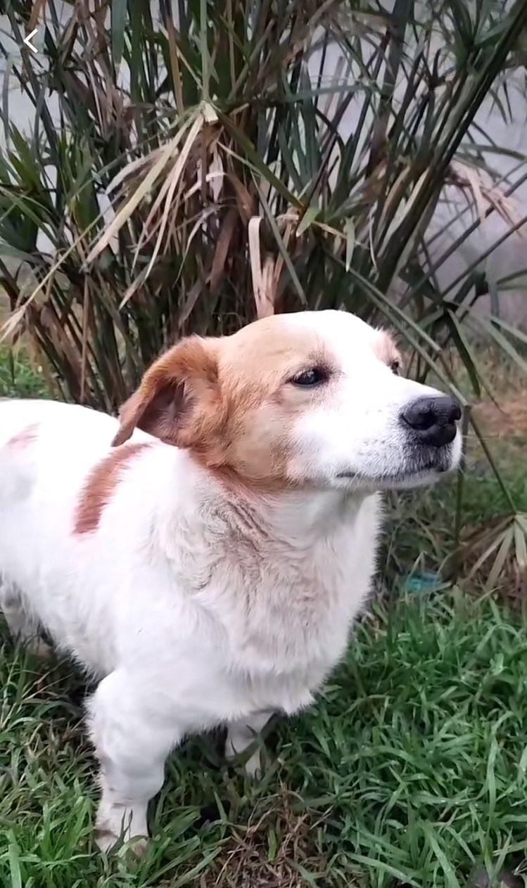 Murió el perrito malvado de Tiktok.