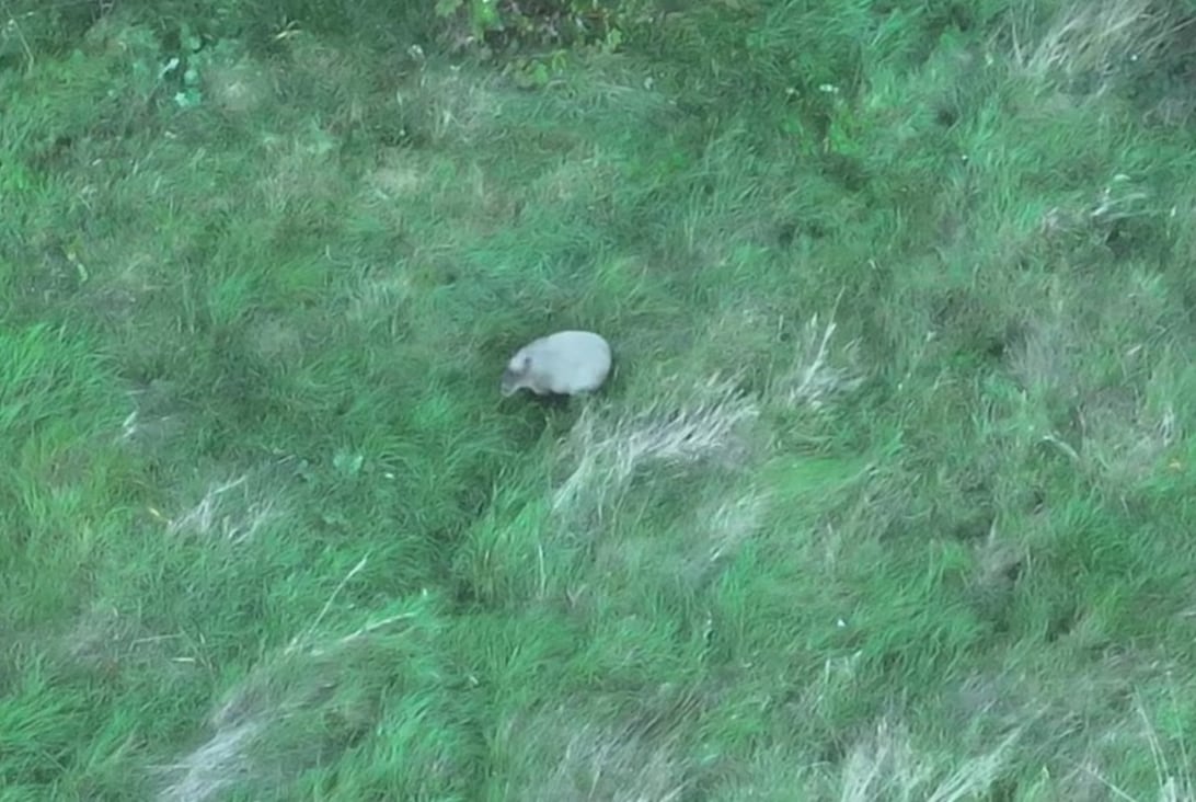 La imagen de Canela desde el drone. Captura: Hoo Zoo and Dinosaur World