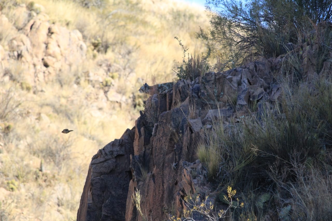 Reapareció “el Fantasma de los Andes”: las impactantes fotos que un guía tomó de un gato andino. Foto: Gonzalo Espina.