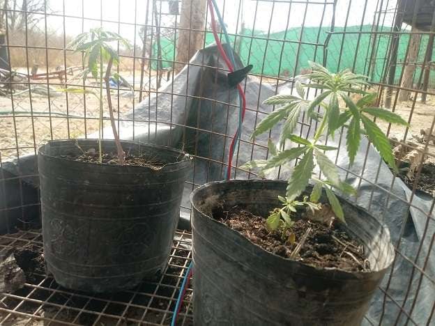 
Las plantas de marihuana encontradas.  | Ministerio de Seguridad
   