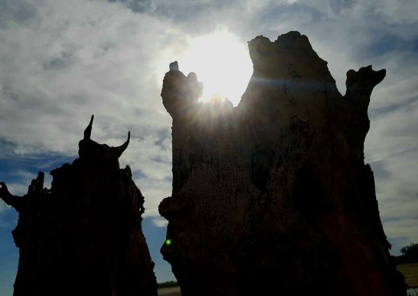 Detalle de obra de "Caminos al Ocaso". Cual gárgolas agonizantes, las raíces y torincos encontrados fueron formando un gran laberinto con el transcurrir de los días.