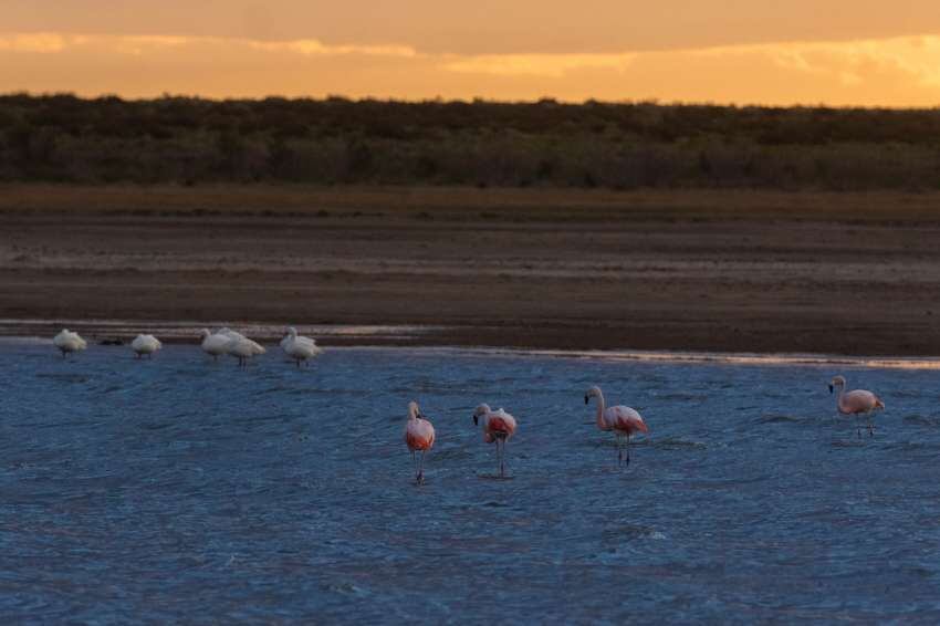 
Avifauna. La Salina es área natural protegida desde 2001, cuando contaba con 31.000 hectáreas. Actualmente sólo tiene 40 has. | Ignacio Blanco / Los Andes
   