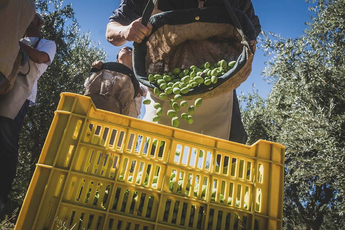 Cosecha de aceitunas aceiteras. Foto: Ignacio Blanco / Los Andes 