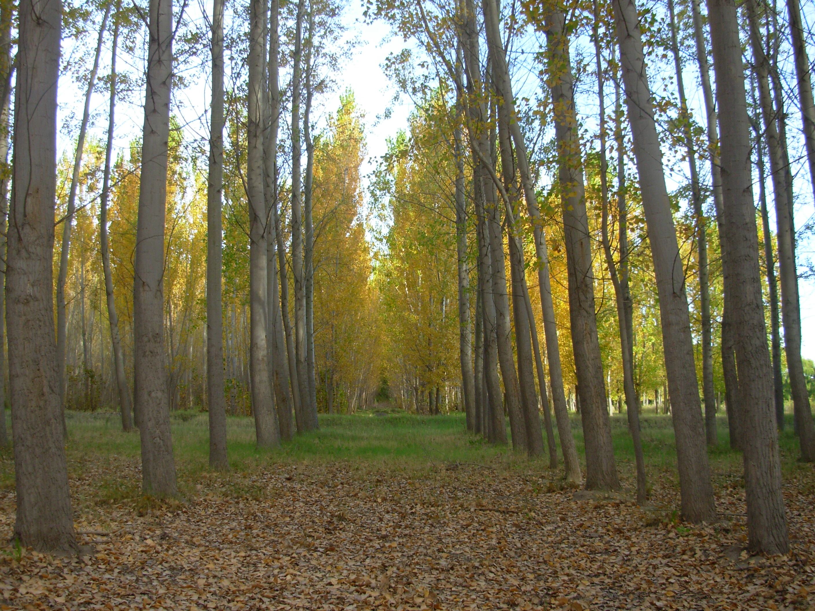 Forestales: oportunidades y desafíos de un sector en crisis