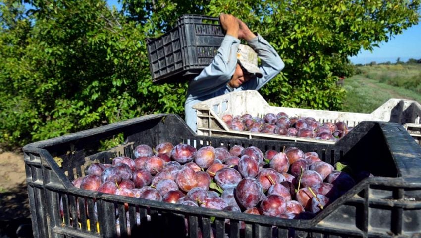 
Aún con una menor producción, los productores por ahora no pueden asegurarse cubrir los costos de acarreo y cosecha. 
