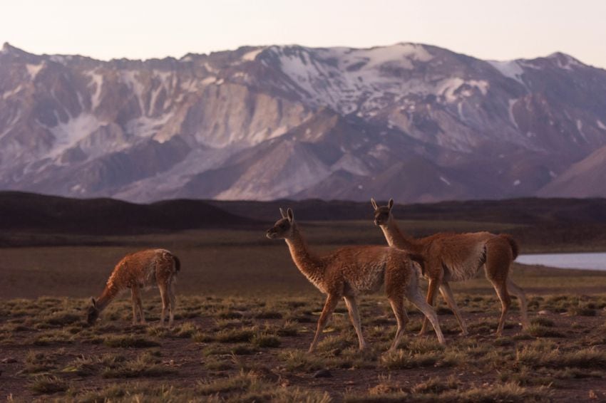 
. Las gran cadena montañosa y la presencia de guanacos, postales típicas del lugar. | Ignacio Blanco / Los Andes
   