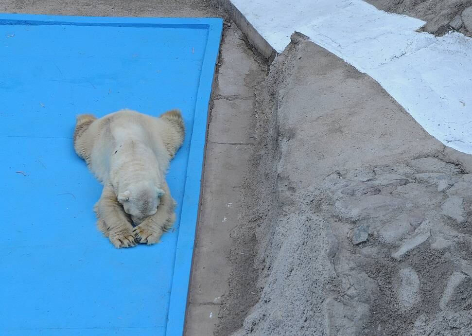 Historias del Zoo mendocino: Arturo, el oso polar que soportaba más 40° y que movilizó a todo un país. Foto: Archivo Los Andes.