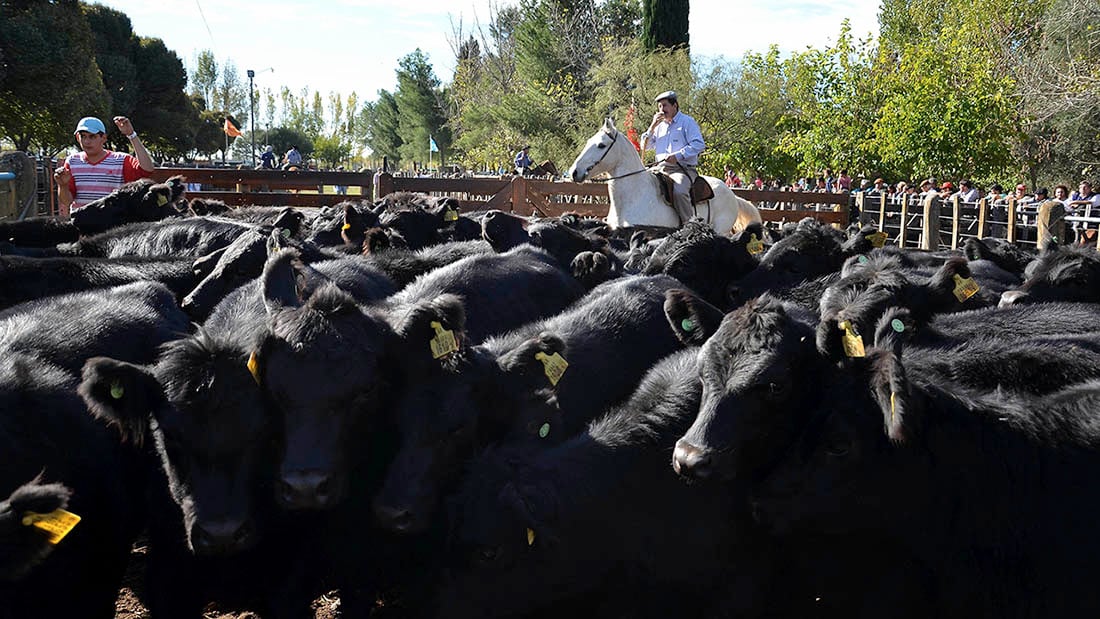 La ganadería en Mendoza ha experimentado cambios significativos gracias a la incorporación de tecnología y genética de la mano de productores dispuestos a invertir y arriesgar.

