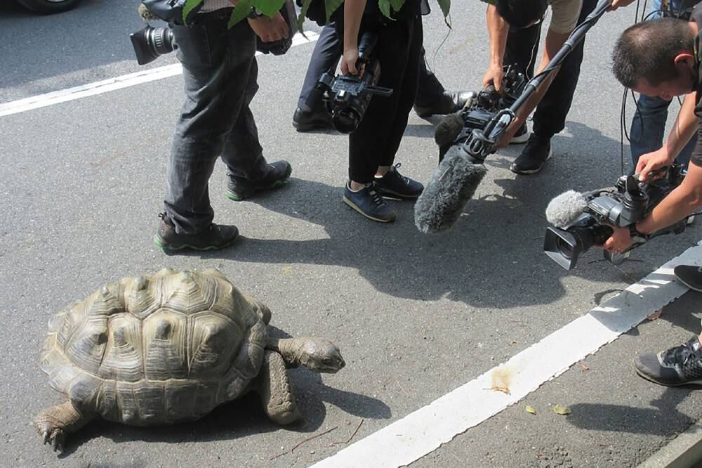 El colmo de un zoo: se les escapó la tortuga