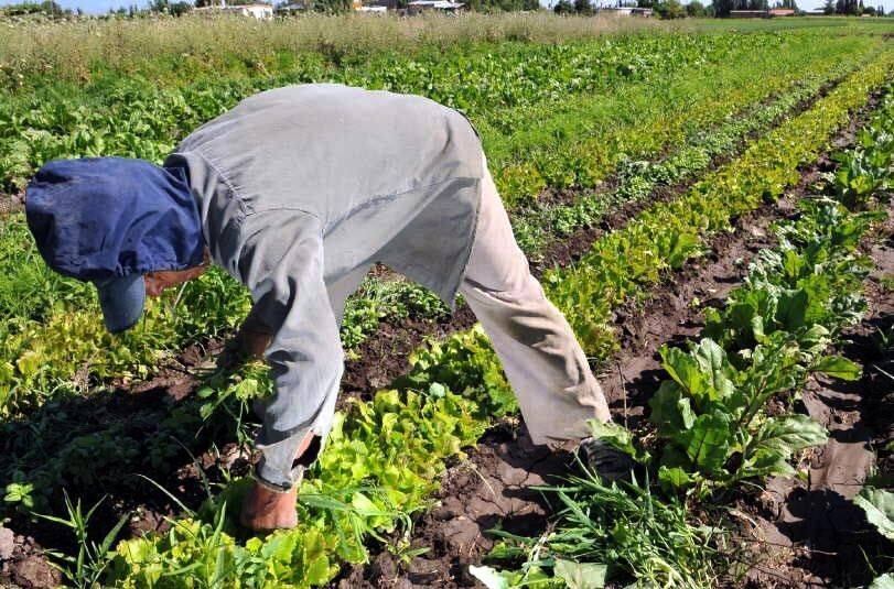 El Cinturón Verde de Mendoza concentra buena parte de la producción hortícola de la provincia.