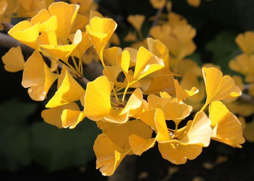 
Ginkgo biloba. Espectáculo dorado en todos sus tamaños. | Gentileza
   