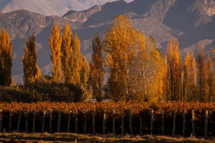 
    Amarillos y rojos tiñen la vista desde Lujan de Cuyo Foto: Ignacio Blanco / Los Andes
   