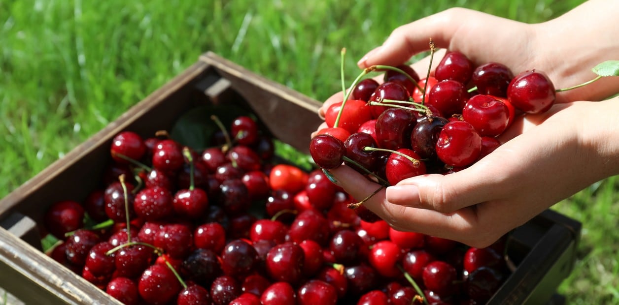 Cerezas, la fruta favorita de la nueva clase media en China