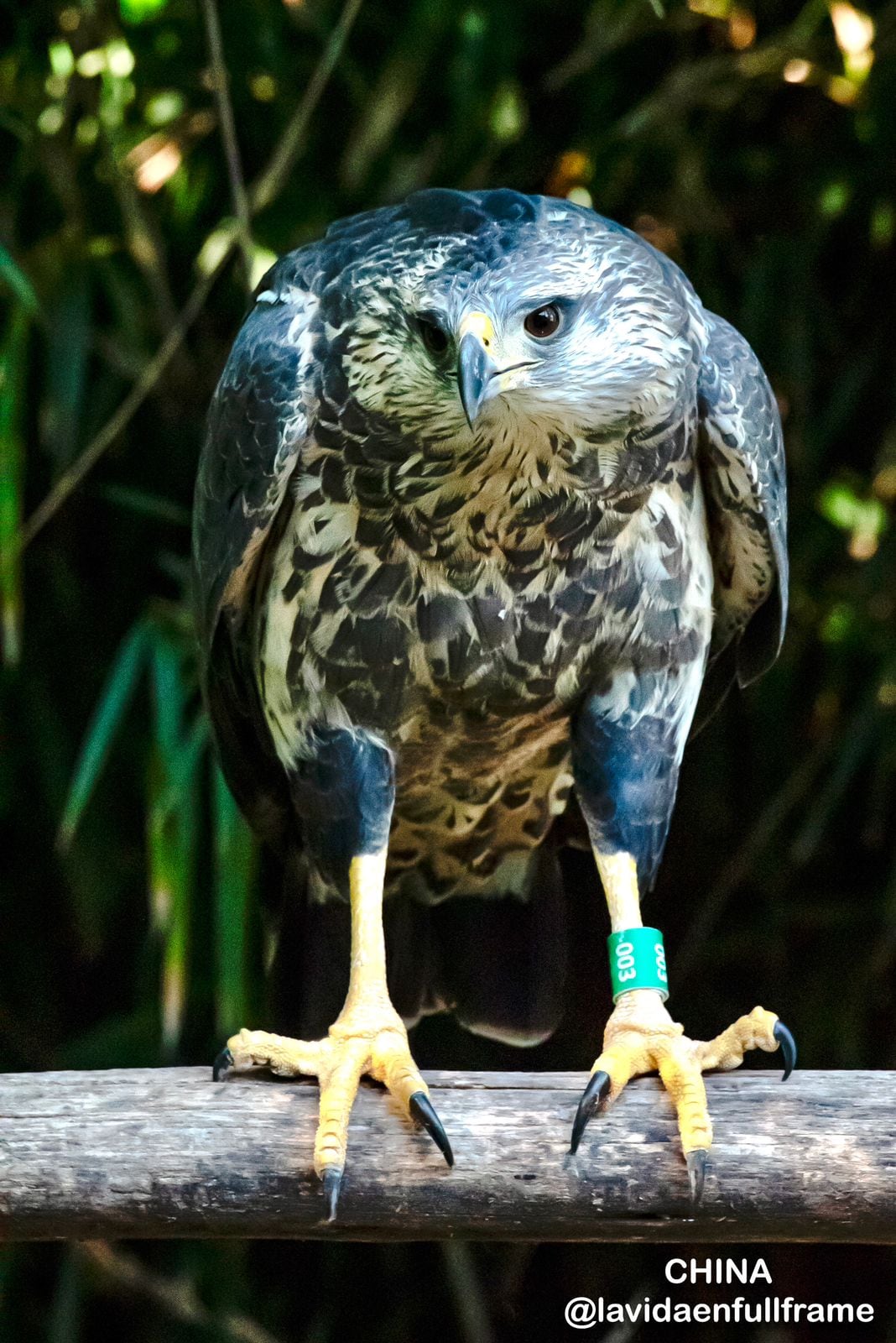 Un perro encontró a un animal moribundo y descubrieron que se trataba de una especie en peligro de extinción. Foto: Gentileza Andrés Capdevielle