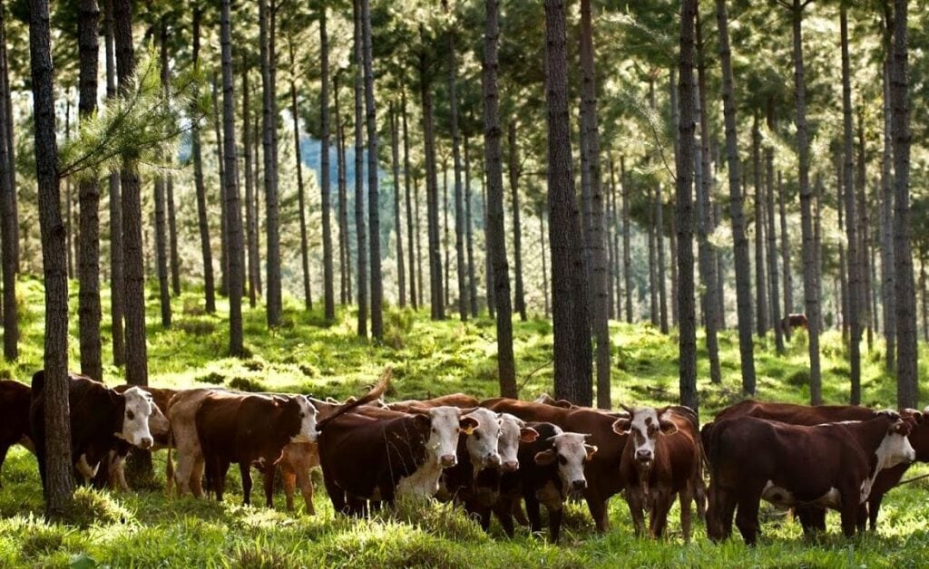 Ganadería y forestación