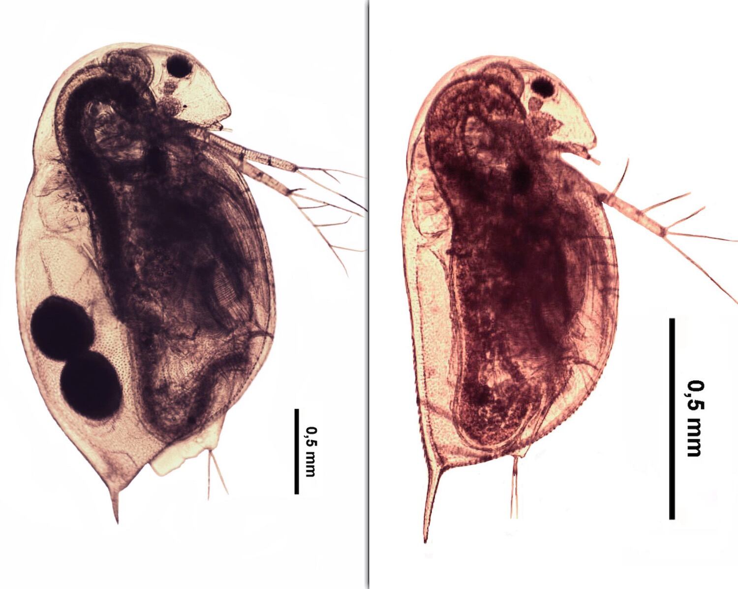 Hembra adulta de Daphnia menucoensis (izquierda) y Neonato (cría) de Daphnia menucoensis (derecha). Foto: Santiago Echaniz / UNLPam